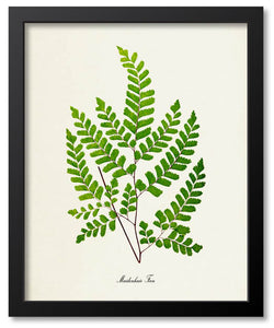 Ferns/Leaves/Plants Botanical Prints