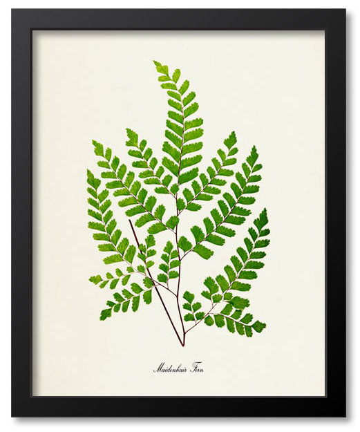 Ferns / Leaves / Plants