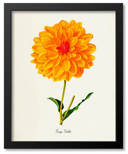 Orange Flower Botanical Prints
