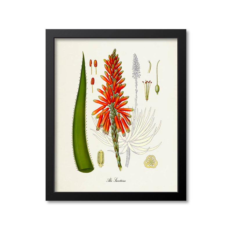 Aloe Botanical Print – Print A Patent
