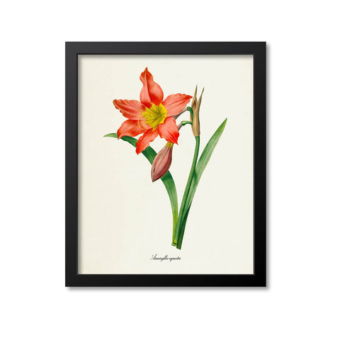 Amaryllis Flower Art Print, Amaryllis equestre