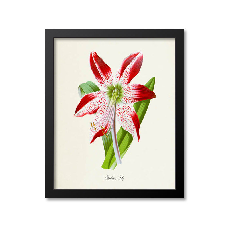 barbados lily flower Barbados Lily Flower Art Print – Print A Patent