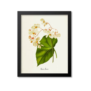 Begonia Jamaica Flower Art Print