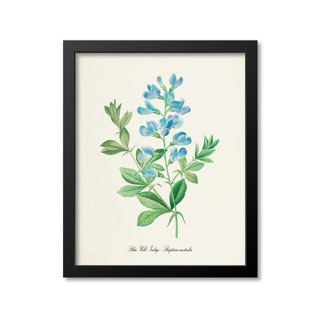 Blue Wild Indigo Flower Art Print