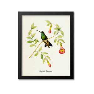 Broad-billed Hummingbird Print