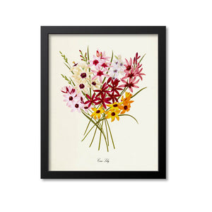 Corn Lily Flower Art Print