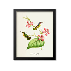 Costas Hummingbird Print