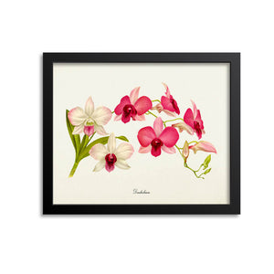 Dendrobium Orchid Flower Art Print