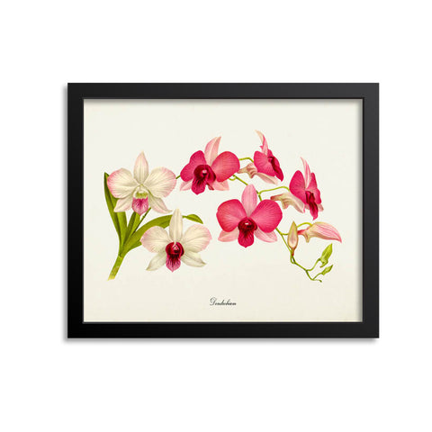 Dendrobium Orchid Flower Art Print
