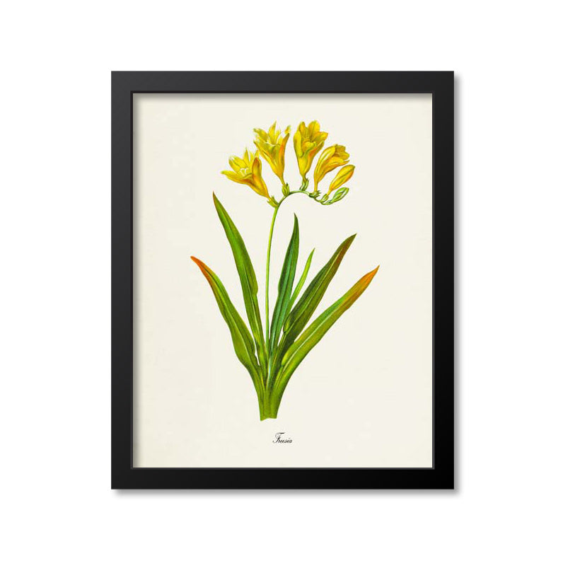 Freesia Flower Art Print – Print A Patent
