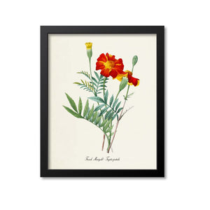 French Marigold Flower Art Print