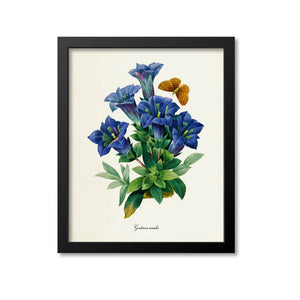 Stemless gentian Flower Art Print