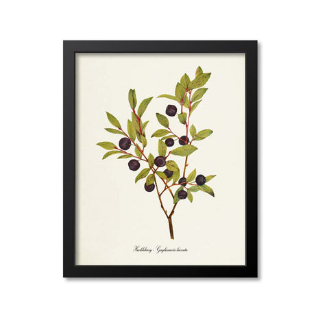 Huckleberry Botanical Print