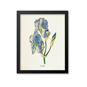 Dalmatian Iris Flower Art Print