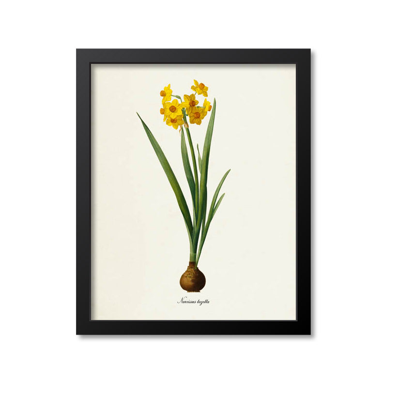daffodil scientific illustration