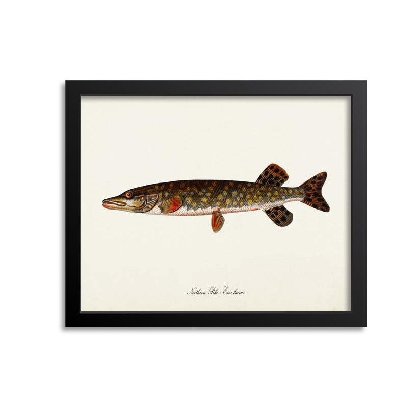 □美術品□Blue・ Esox Lucius□２３cm◇ Copen◇ Northern Pike Art Print – Print A Patent