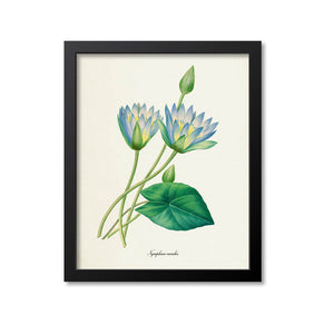Blue Lotus Flower Art Print, Egyptian lotus