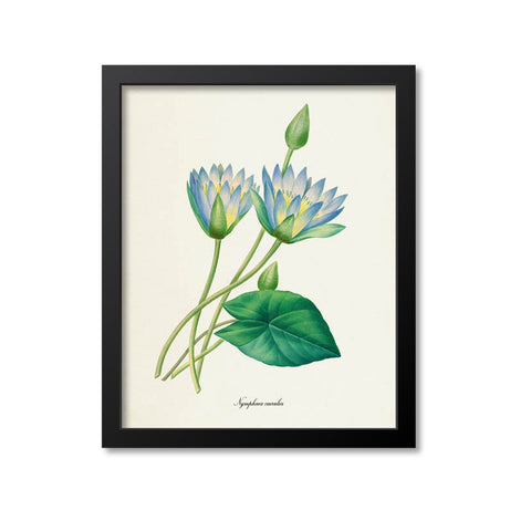 Blue Lotus Flower Art Print, Egyptian lotus