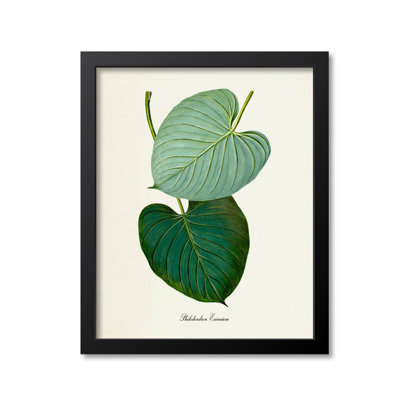 Philodendron Art Print, Philodendron Eximium Mounted Canvas 24x30