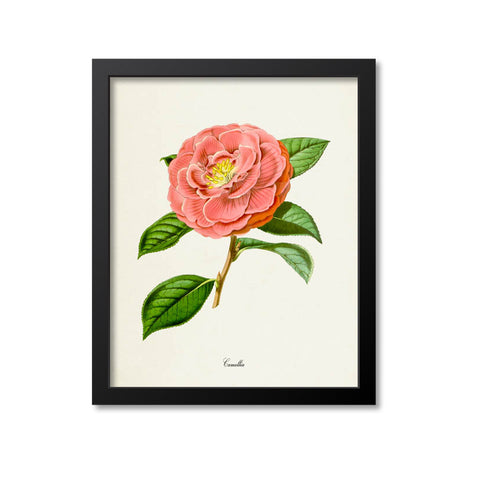 Camellia Flower Art Print, Pink