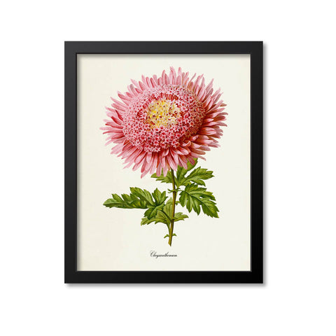 Chrysanthemum Flower Art Print, Pink