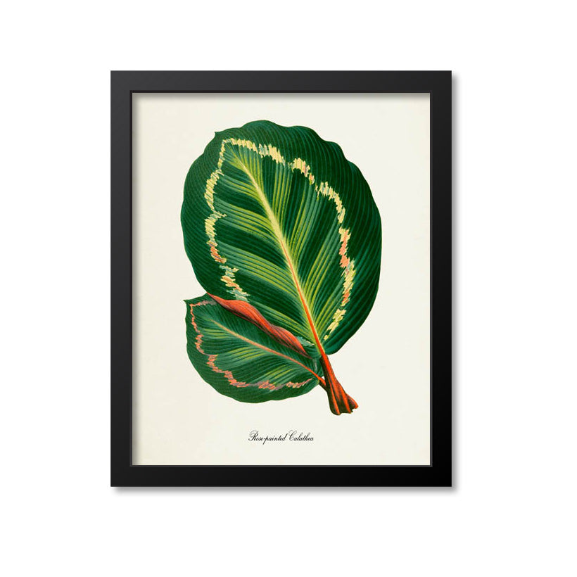 Rose-painted Calathea Art Print Mounted Canvas 8x10