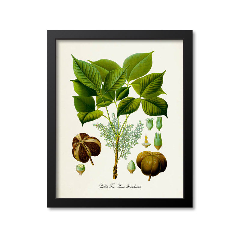 botanical name for rubber tree Rubber Tree Botanical Print – Print A Patent