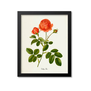 Cabbage Rose Flower Art Print, Provence Rose