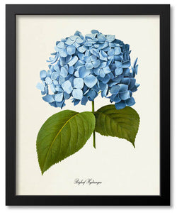 Blue Flower Botanical Prints