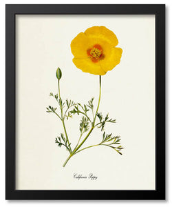 Yellow Flower Botanical Prints
