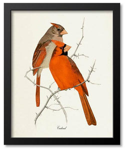 Bird Art Prints