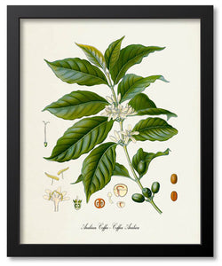 Medicinal Art Botanical Prints