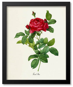 Red Flower Botanical Prints