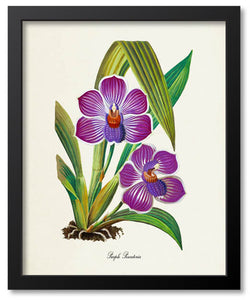 Purple Flower Botanical Prints