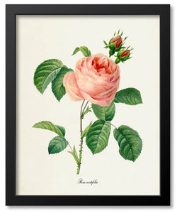 Pink Flower Botanical Prints