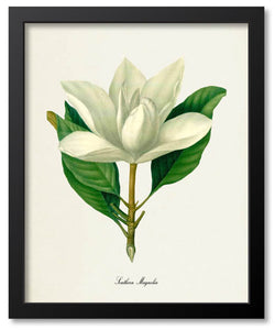 White Flower Botanical Prints