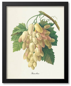 Fruit Botanical Prints