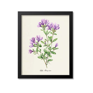 Alfalfa - Botanical Print