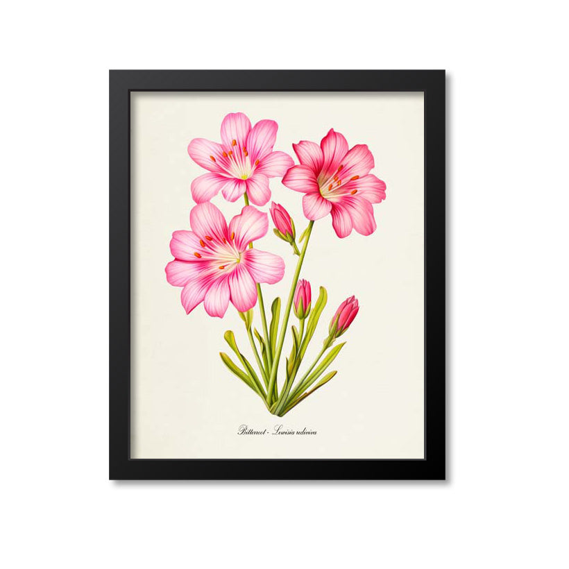 Bitterroot Flower Art Print