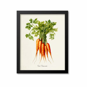 Carrot Botanical Print