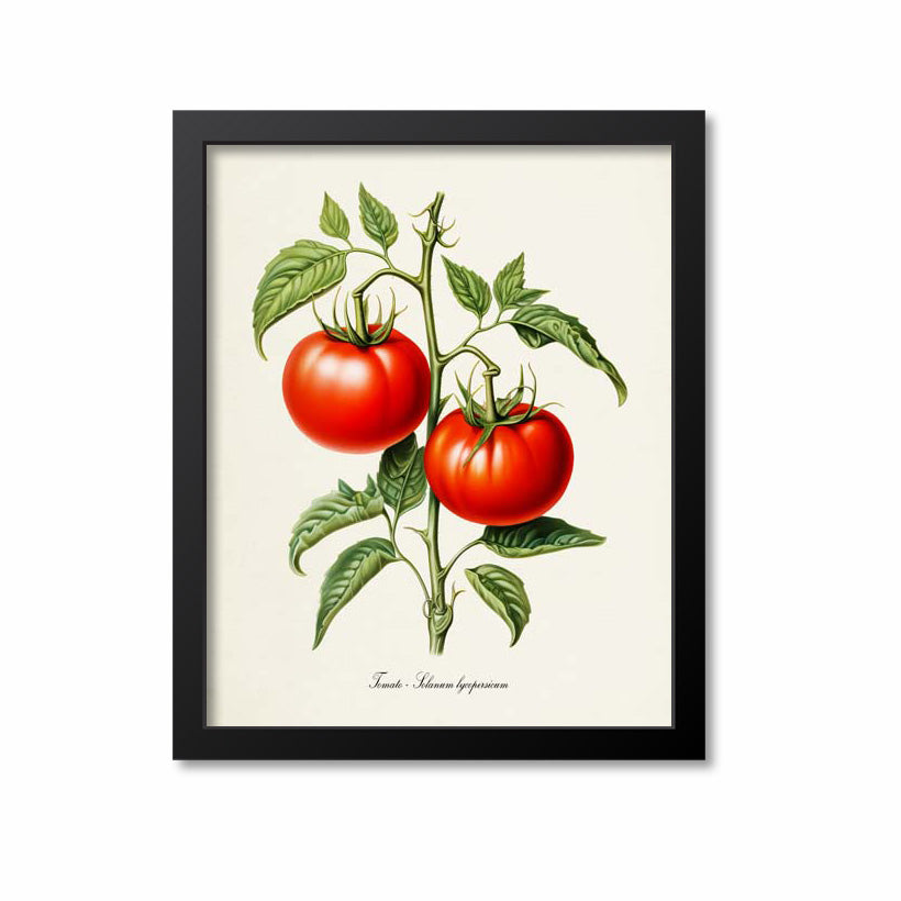 Tomato Botanical Print