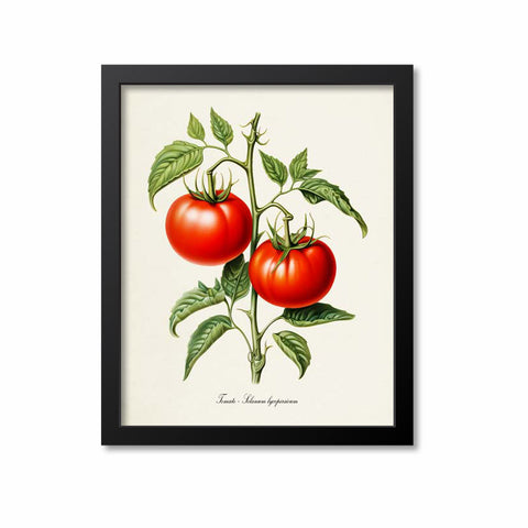 Tomato Botanical Print