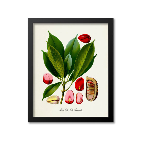 Abata Cola Botanical Print