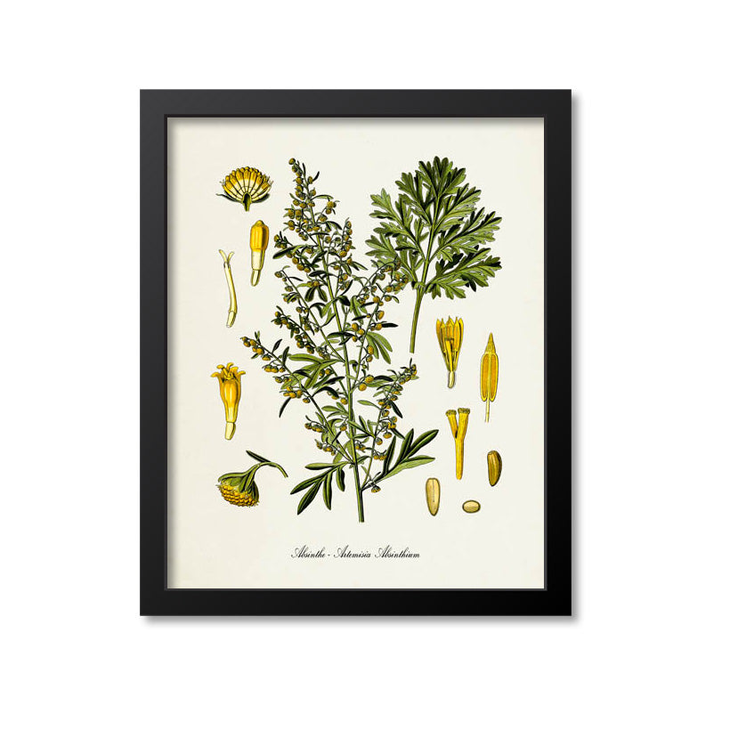 Absinthe Botanical Print, Wormwood