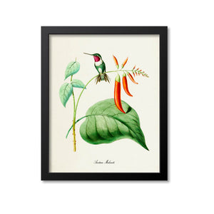 Acestura Mulsanti Hummingbird Print