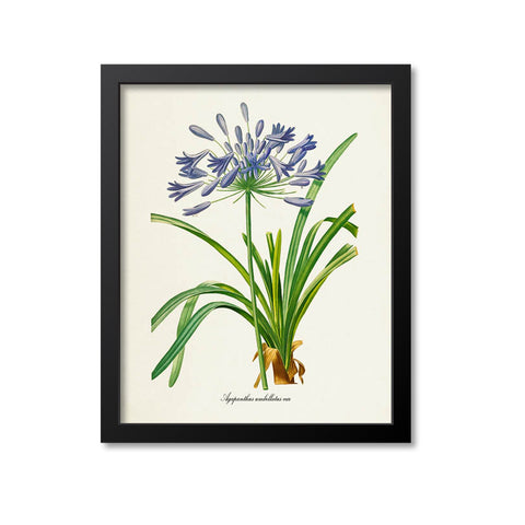 Lily of the Nile Flower Art Print