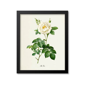 Alba Rose Flower Art Print