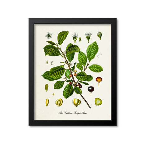 Alder Buckthorn Botanical Print