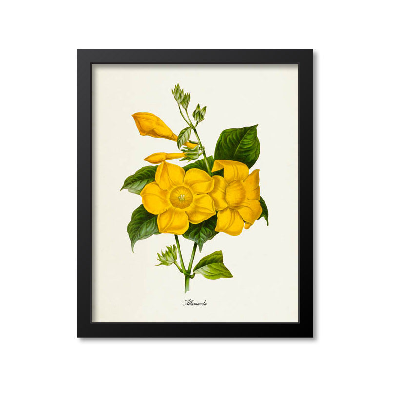 Allamanda Flower Art Print, Yellow Flowering Vine