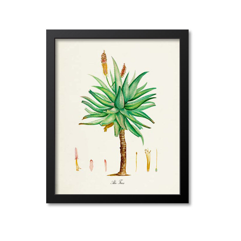 Aloe Ferox Botanical Print